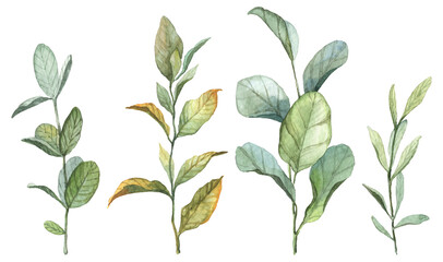 Watercolor detailed branches with green and withered leaves on transparent background. Hand painted aquarelle botany set