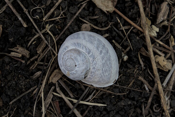 Light-colored snail shell on the ground