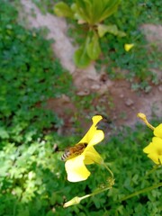 bees and clovers v.2.5