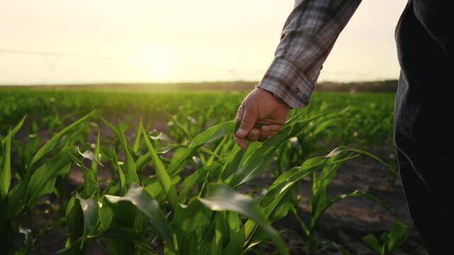 Ecology and agriculture, closeup view of hand stroking green plant in farmland. Farmer, agronomist or ecologist touching leaves of growing plants in agricultural fields in summer, person and nature
