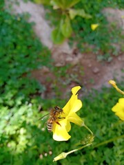 bees and clovers v.2.2