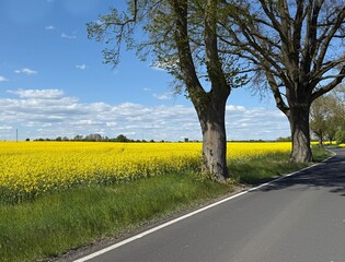 Spring nature with blooming field of yellow rapeseed,
field in springtime, Czech republic, Europe.

