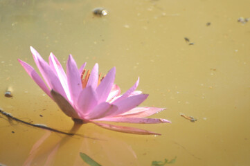 Graceful pink water lily floating in serene pond