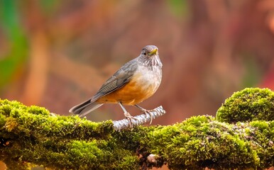 Brazilian Purple-breasted Thrush, Turdus rufiventris, a bird symbol of Brazil, captured in natural light that highlights its vibrant colors. Perfect photo.Orange thrush.