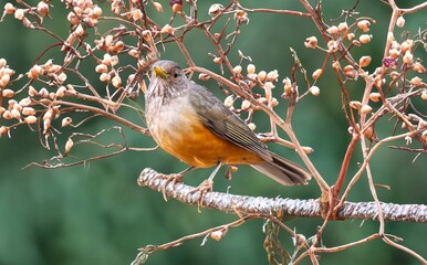 Brazilian Purple-breasted Thrush, Turdus rufiventris, a bird symbol of Brazil, captured in natural light that highlights its vibrant colors. Perfect photo.Orange thrush.