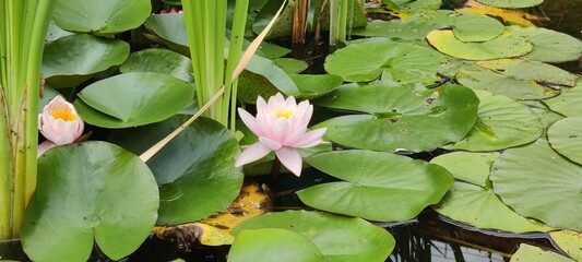 Pink lotus flower nestled among its leaves on a calm lake surface, soft natural light and gentle...