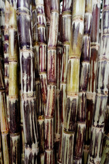 Fresh purple sugarcane stalks ready for processing