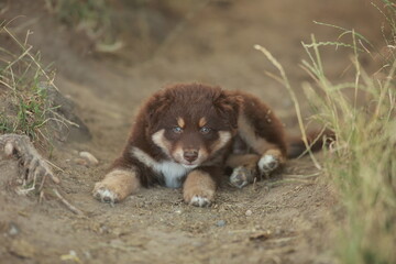 Brown and white dog is laying in the dirt