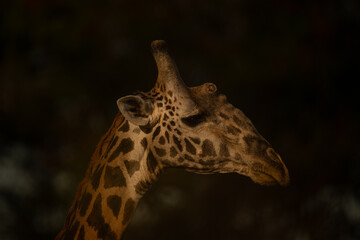 Close-up of Masai giraffe head in shadows