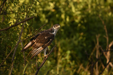 Augur buzzard with catchlight in dappled sunshine