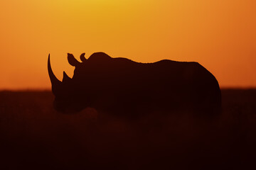 Black rhino stands on horizon at dawn © Nick Dale