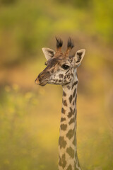 Close-up of Masai giraffe surrounded by foliage