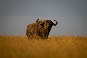 Cape buffalo stands staring on grassy horizon