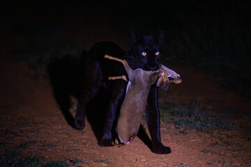 Female black leopard walks past holding dik-dik © Nick Dale