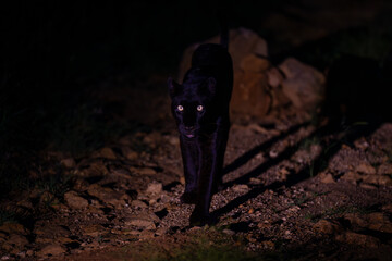 Female panther walks towards camera at night