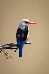 Grey-headed kingfisher on leafy branch with catchlight