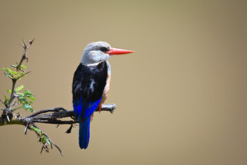 Fototapeta premium Grey-headed kingfisher faces right on leafy branch