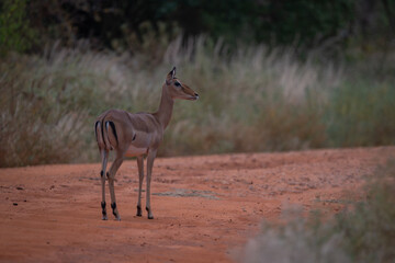 Female impala stands watching camera from track