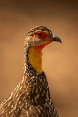 Close-up of yellow-necked spurfowl head and neck