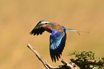 Lilac-breasted roller flaps wings leaving leafy branch