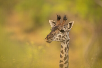 Close-up of Masai giraffe surrounded by leaves