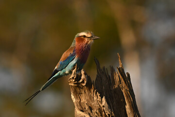 Lilac-breasted roller with catchlight on dried-up stump