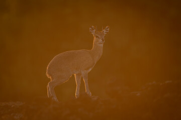 Klipspringer stands on lava flow at sunrise