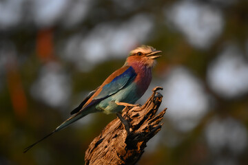 Lilac-breasted roller opens beak on dead stump