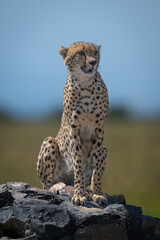 Male cheetah sits facing camera on signpost