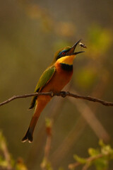 Little bee-eater on branch tosses up fly