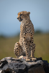 Male cheetah sits turning head on signpost
