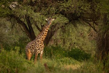 Male Masai giraffe stands carrying red-billed oxpecker