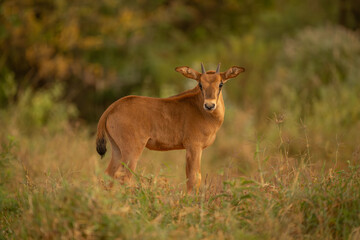 Fringe-eared oryx calf stands turning towards camera