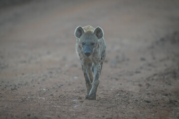 Spotted hyena walking along track toward camera