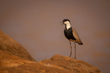 Spur-winged lapwing calls in sunshine on rock