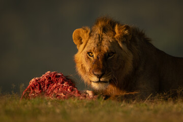 Male lion lies on grass with meat