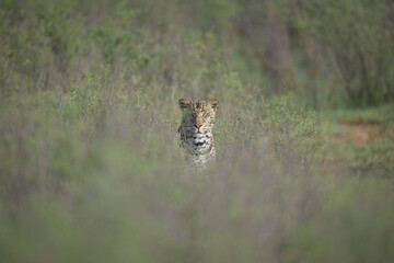 Male leopard sits watching camera from bushes