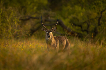 Male common waterbuck faces camera in clearing