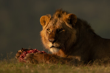 Male lion lies with meat on grass