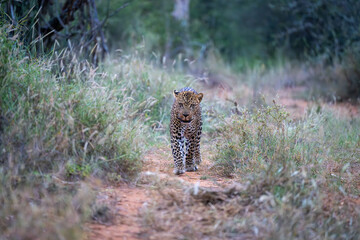Male leopard walks towards camera along track
