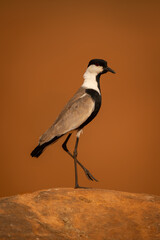 Spur-winged lapwing crosses rocky horizon in sunshine