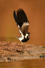 Spur-winged lapwing takes off from brown mud