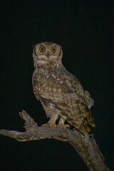 Spotted eagle-owl on branch turns to camera