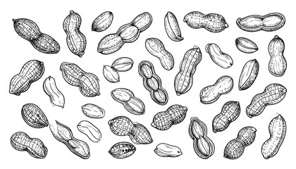 Hand-drawn illustration of various peanuts