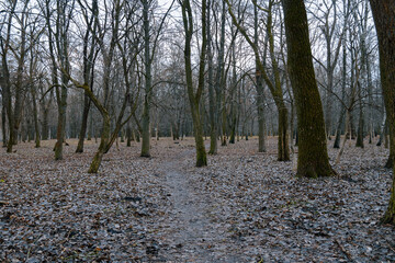 ugly depressive forest bare branches trees March month time