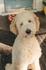 Poodle Puppy outside on a porch