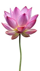 Elegant pink lotus flower on a stark white background with a long stem