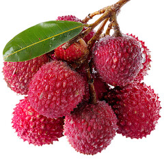 A bunch of fresh lychee fruits with water droplets on a branch on transparent background