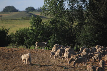 Markinch Saskatchewan Prairie Wildlife and Scenery