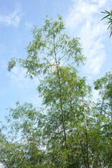 Fototapeta premium Lush bamboo grove creates a peaceful, natural scene perfect for wellness and eco-conscious design